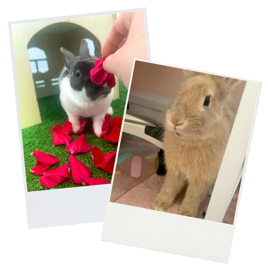 A Random Photo of My Rabbits