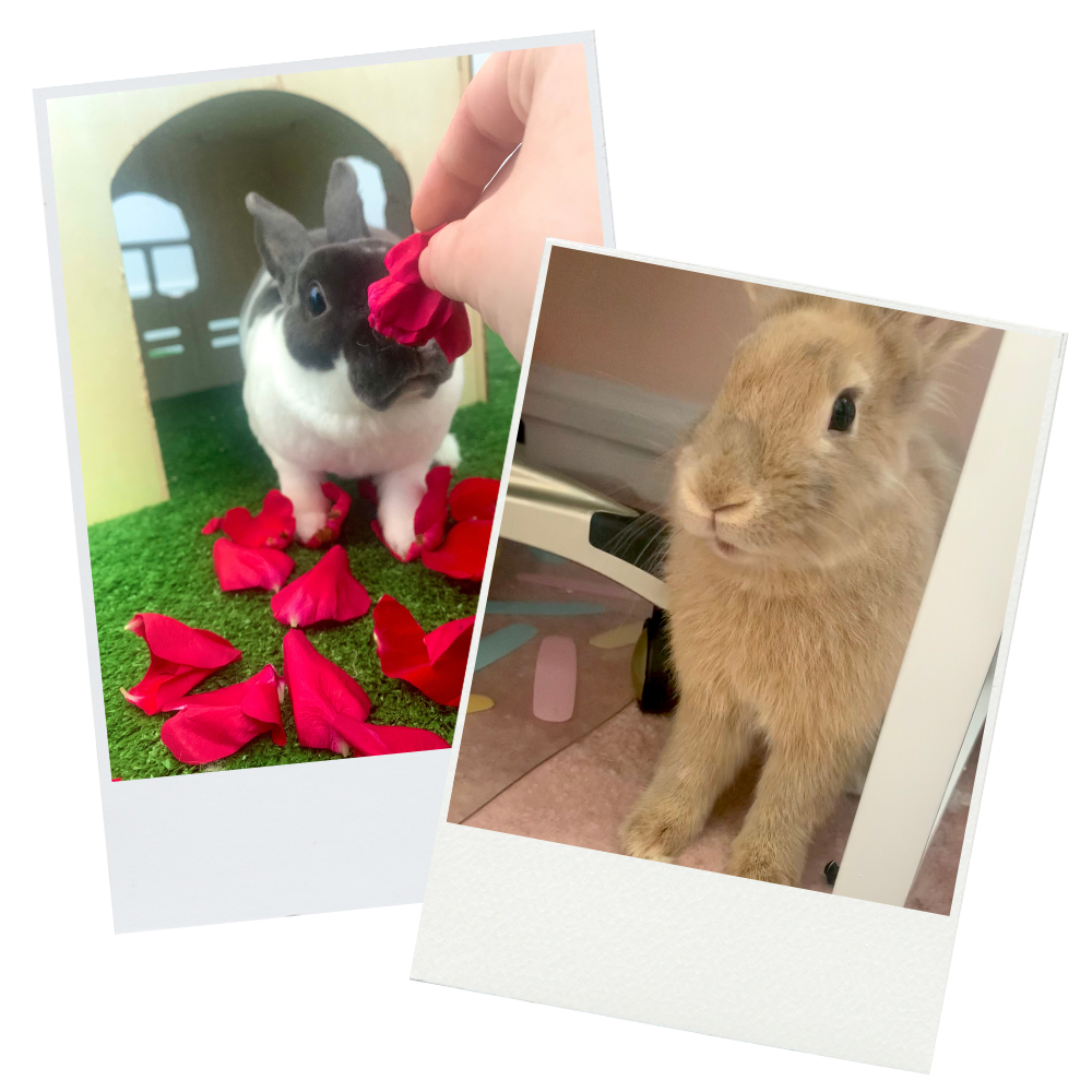 Two photos of rabbits. one with a rabbit surrounded by red flowers and another of a rabbit standing on a floor.